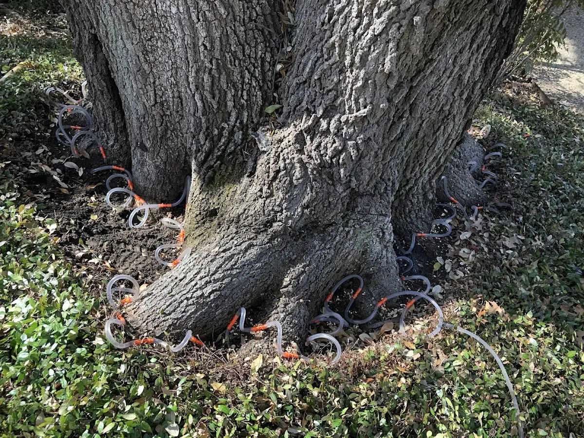 Detailed Tree Cabling and Bracing job site in Beardstown
