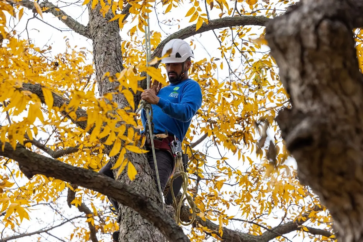 Skilled Tree Transplanting crew working in Beardstown