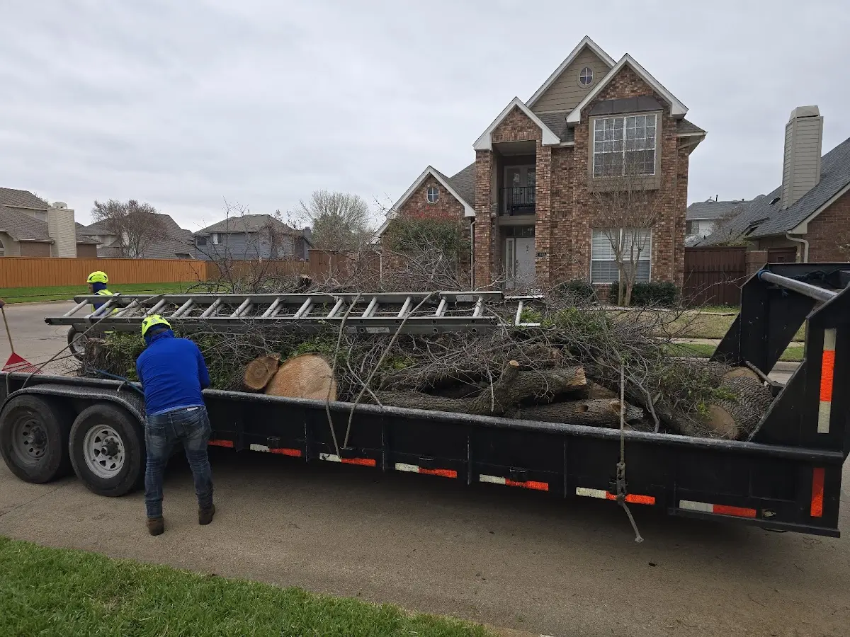 Expert Deadwooding with proper safety equipment in Beardstown